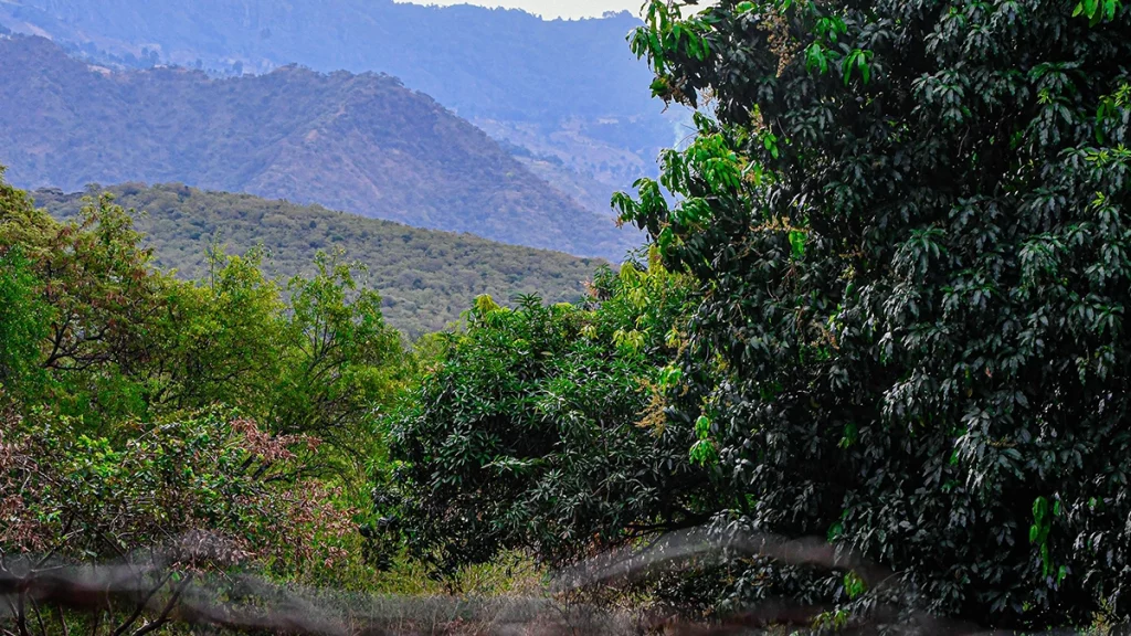 From-Farms-to-Policy-What-Kenyas-Landscapes-Are-Teaching-Us-About-Nature-Positive-Transformation-web6